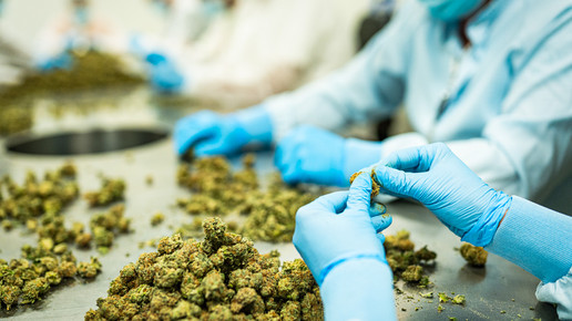 Cannabis-Plantage von Aurora