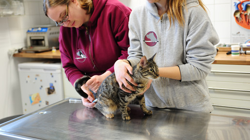 Tierarzneimittel-Versandverbot gilt nicht immer