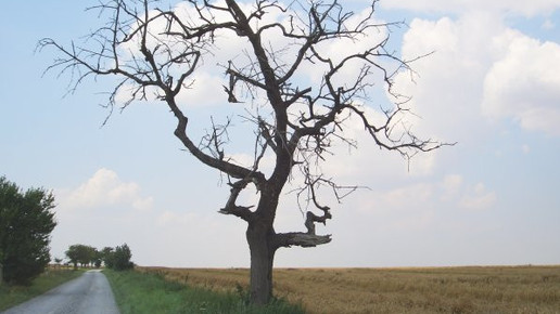 Nur jeder 100. Student will aufs Land