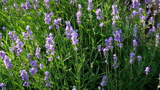 Lavandula angustifolia prg wiki karelj