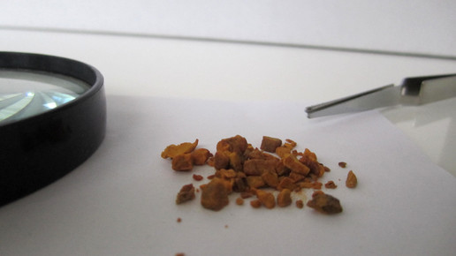 Curcumae xhantorrhiza rhizoma 1 aa