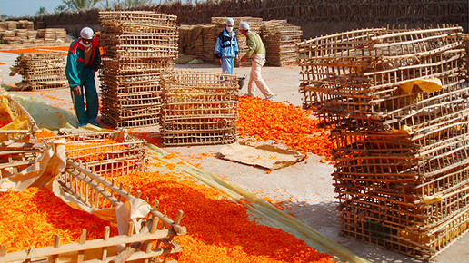 ringelblumen einkauf aegypten 5 02