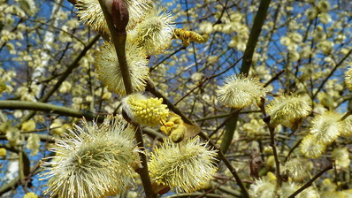 Erlenpollen auf Rekordniveau