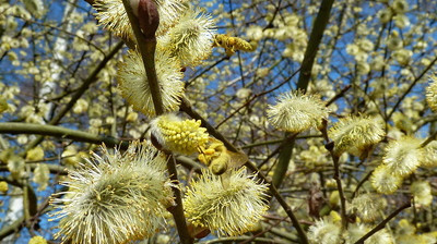 pollen Klaus-Uwe Gerhardt pixelio