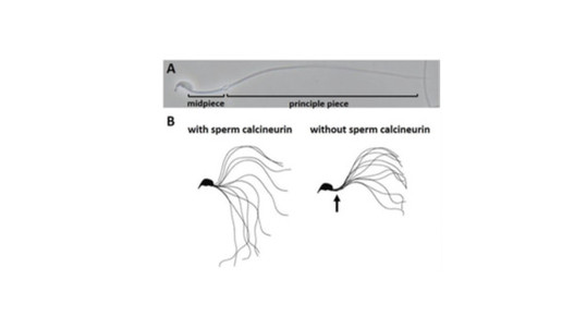 Calcineurin sperm university osaka