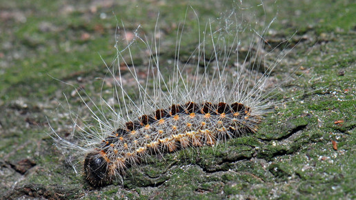 eichenprozessionsspinner Thaumetopoea processionea accipiter wiki CC BY-SA 3 0