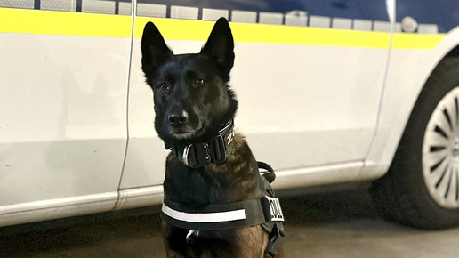 Drogenhündin Siri erschnüffelt Methadon