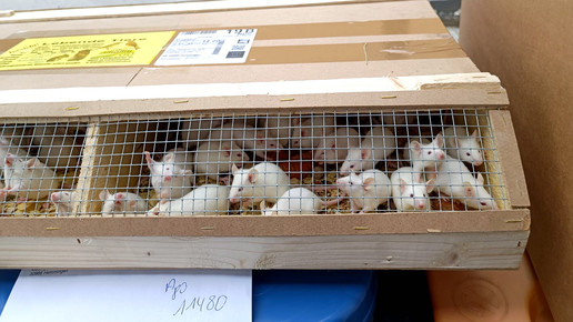 Großhandels-Fahrer liefert 100 Mäuse