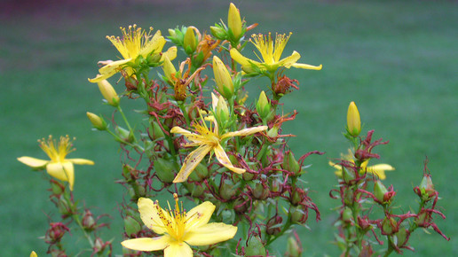 echtes-johanniskraut-Superior National Forest-flickr