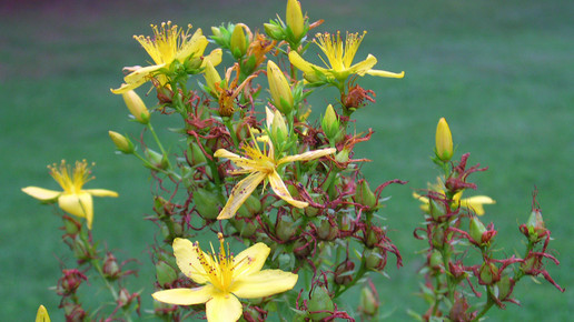 Fresh-up Johanniskraut