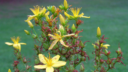 echtes-johanniskraut-Superior National Forest-flickr