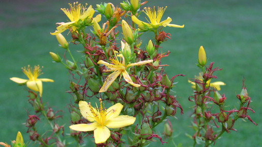 echtes-johanniskraut-Superior National Forest-flickr