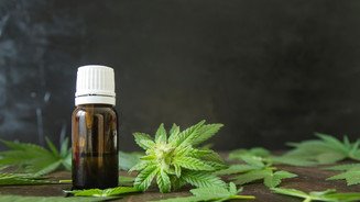 Chaos bei hochkonzentrierten Cannabis-Extrakten Chaos bei hochkonzentrierten Cannabis-Extrakten