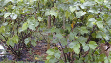 Der Kampf um Kava-Kava