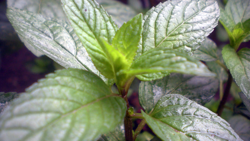 2004-Pfefferminze-Aleksa Lukic-wiki-CC BY-SA 3 0