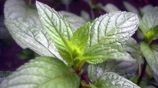 2004-Pfefferminze-Aleksa Lukic-wiki-CC BY-SA 3 0