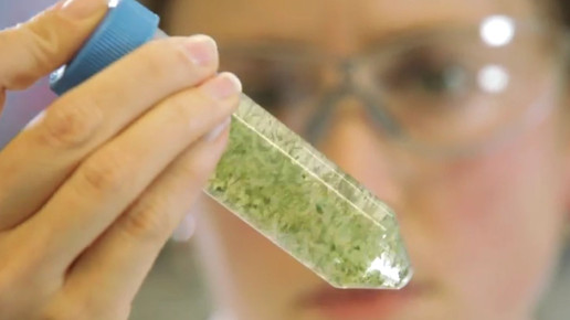 Cannabis OMK7-screenshot