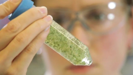 Cannabis OMK7-screenshot