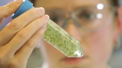 Cannabis OMK7-screenshot