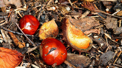 kastanie fruechte Wolfgang Dirscherl pixelio.de