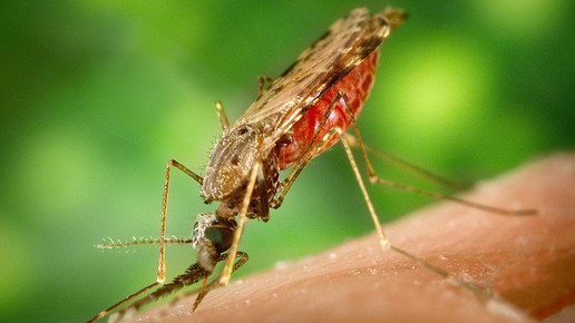 malaria anopheles muecke James Gathany CDC wikipedia