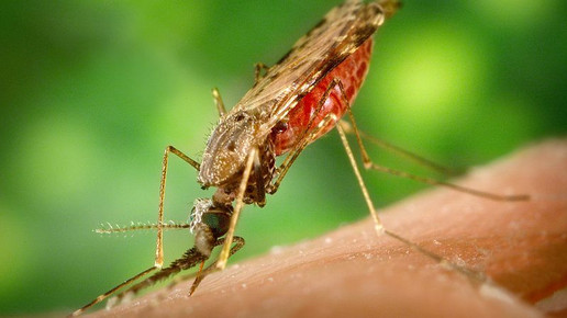 malaria anopheles muecke James Gathany CDC wikipedia