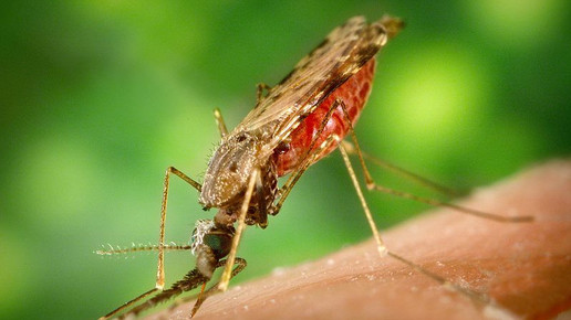 malaria anopheles muecke James Gathany CDC wikipedia
