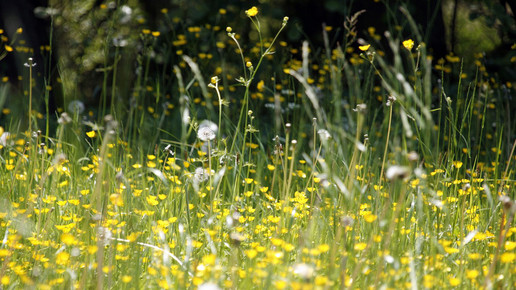 Bayern: Pollenflug-App unterstützt Allergiker