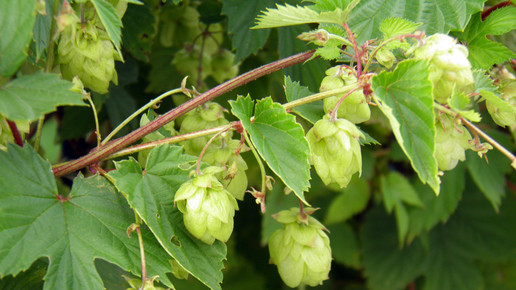 2007-hopfen-Hans Kadereit-wiki-GFDL-1 3