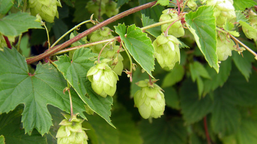 2007-hopfen-Hans Kadereit-wiki-GFDL-1 3