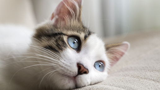 Katzenallergie: Asthma-Antikörper verstärkt Hyposensibilisierung