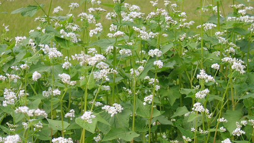 1999-buchweizen-Dalgial-wiki-CC BY-SA 3 0