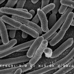 Escherichia Coli Rocky Mountain Laboratories NIAID NIH Resistenz gegen die letzte Reserve