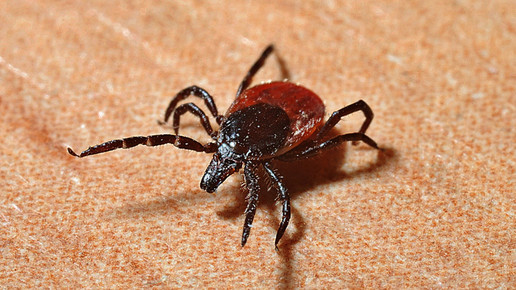 Doxycyclin zur Borreliose-Prophylaxe