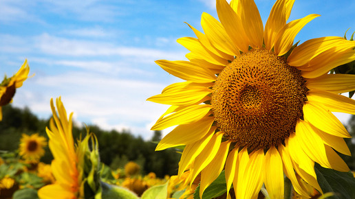 Sonnenblumen-Peptid lindert viszerale Schmerzen