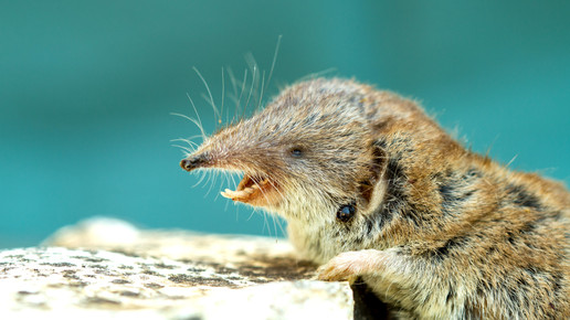 Borna-Virus: Virusinfektion bringt Enzephalitis