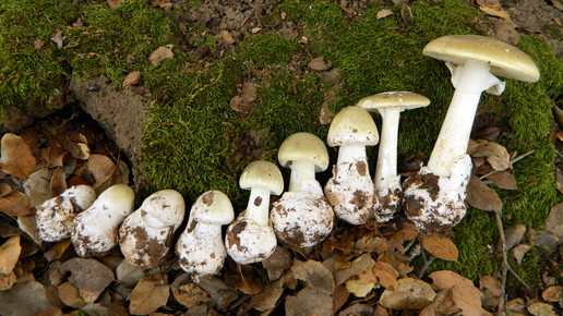 Grüner Knollenblätterpilz: Spenderorgan gesucht