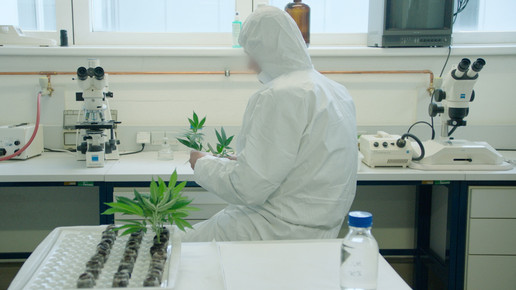 Cannabis Anbau Setzlinge ages