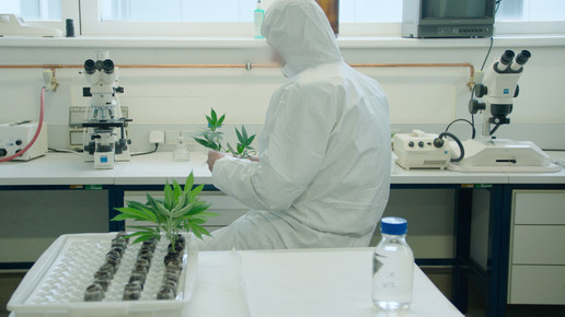 Cannabis Anbau Setzlinge ages