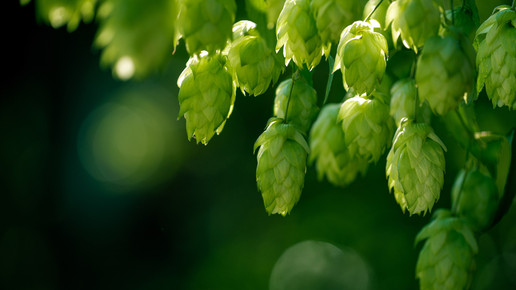 Mit Hopfen gegen Alzheimer?