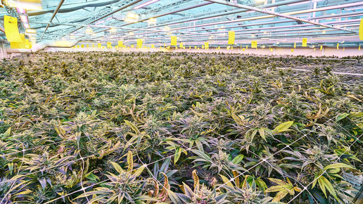 Plantage von Vertanical mit Cannabispflanzen