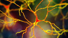 Nervenzellen und Ganglien
