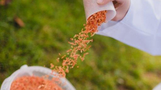 pferdeapotheke speedfeeder