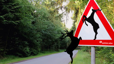 Begehrt und gefährdet