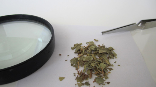 Alchemillae herba 1 aa