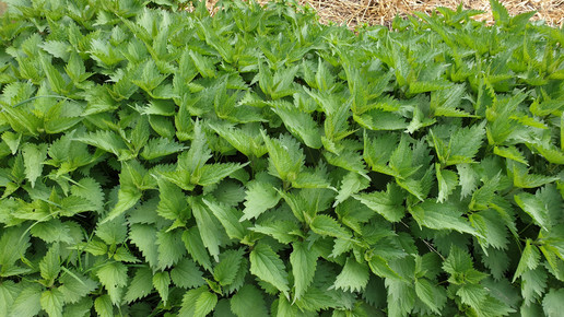 Brennnessel – entwässernd und entzündungshemmend