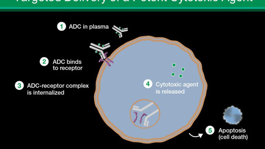Zweite Chance für Antikörper-Konjugate