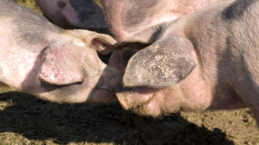Dutzende Schweine in Bulgarien getötet