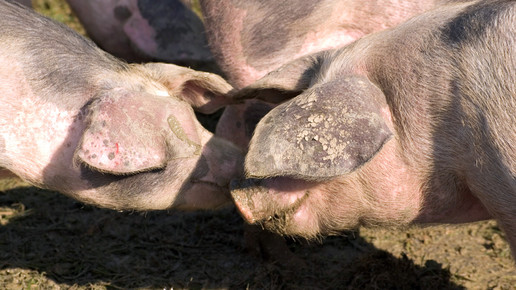 schweine harald schottner pixelio de