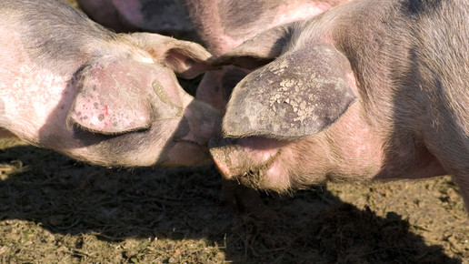 schweine harald schottner pixelio de